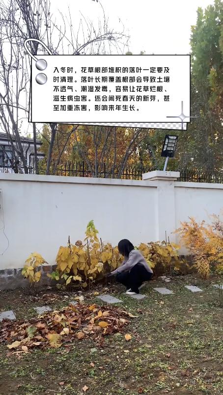 邓莎离婚后晒北京别墅！亲自动手修剪扒土打扫院子，活得潇洒自在