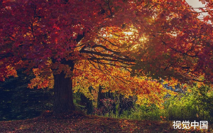 救儿子我剖腹取肾，1300万拆迁款他竟想一人独吞，我该不该租房住？