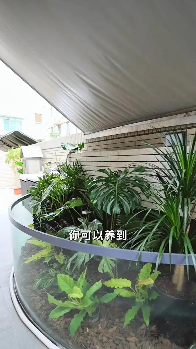 TVB视帝陈展鹏复式豪宅曝光！自带植物园，空间感拉满