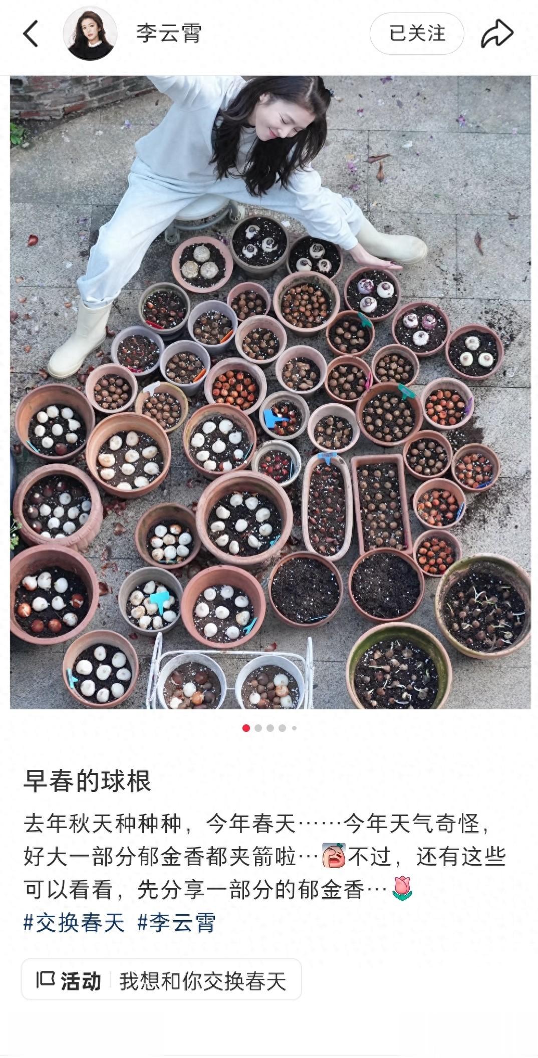 李云霄分享种郁金香花美照，一身白色休闲穿搭，人比花娇！