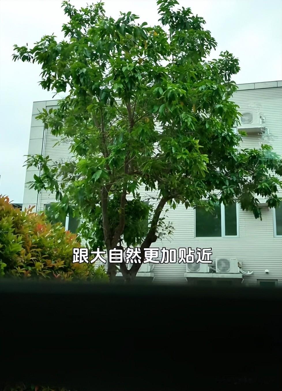 49岁演员换新家，院子里3棵大树，带独立小屋，水电装修全自己干