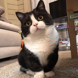 来看库拉索