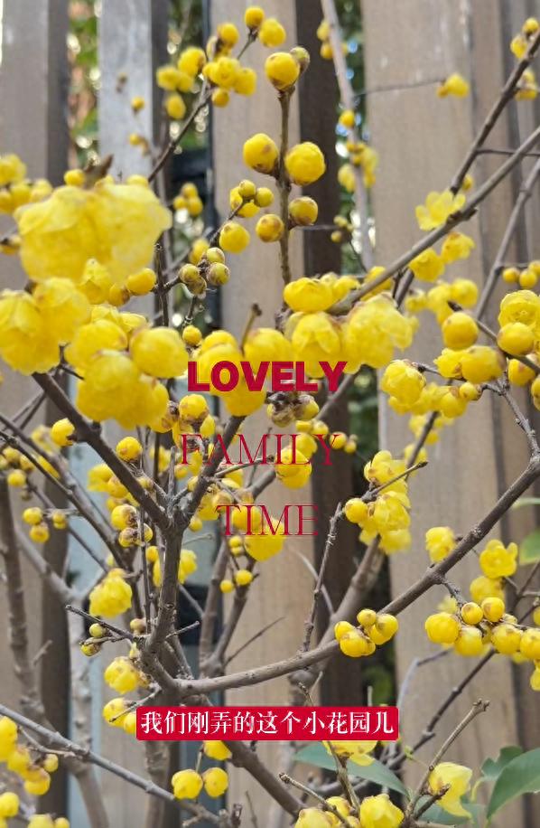 陈赫接岳母上海过年，俩人在别墅花园里说笑亲如母子，张子萱也在