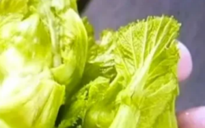 夫妻网购娃娃菜中毒进ICU，网友声讨商家，警方打开铁盒后所有人都沉默了