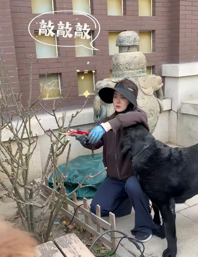 邓莎离婚后晒北京别墅！亲自动手修剪扒土打扫院子，活得潇洒自在