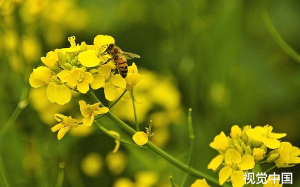 村书记偷狗吃肉，骚扰民女，贪污500万，我空降副县长把他打到山洞不敢出来