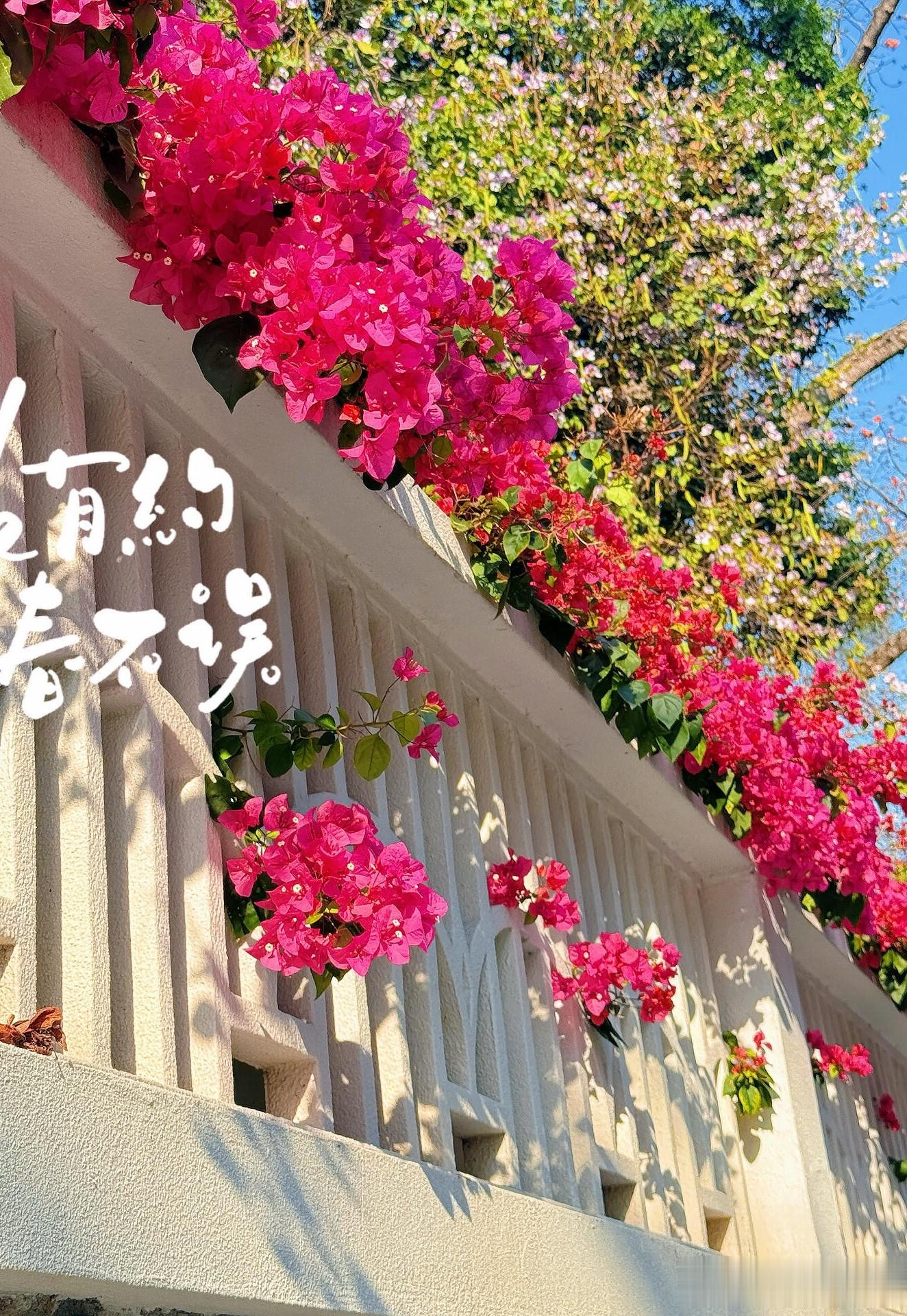 马凡舒分享美照配文:很难管住嘴，人回来了，胃还留在广东！