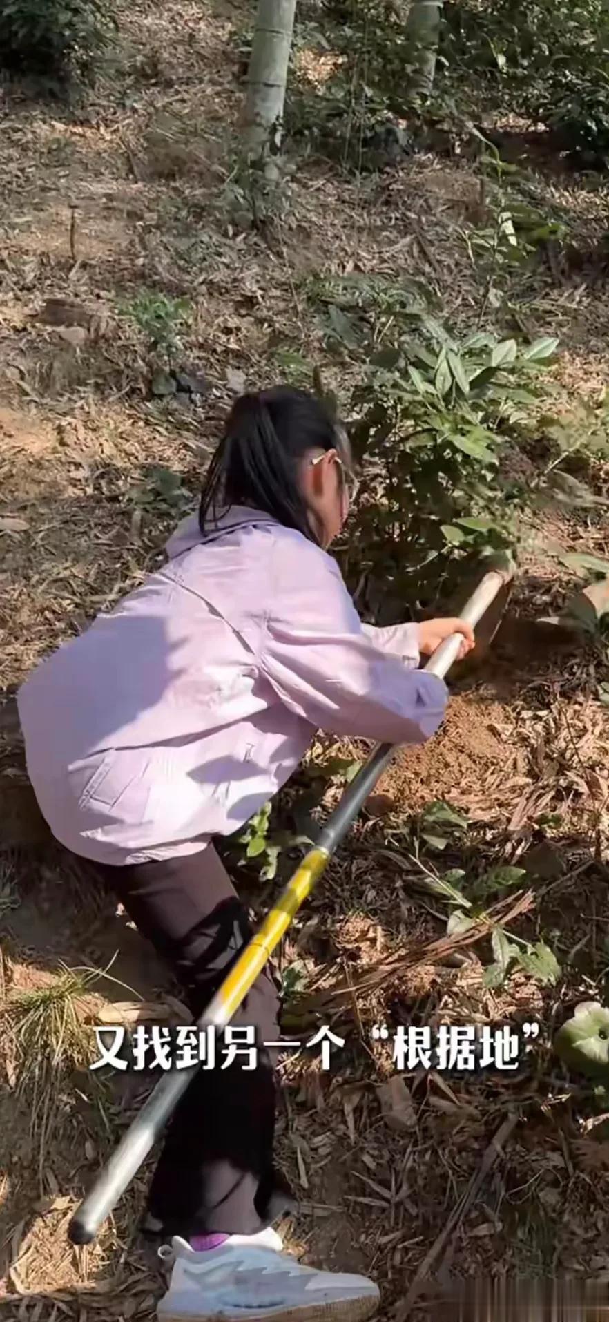 周一围夫妇带仨孩子上山挖笋，45岁朱丹身体真好，才3月穿短裤了