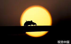 退休老头豪掷30万买虫被骂败家，失踪两月带回500万：这虫子能攻克癌症！