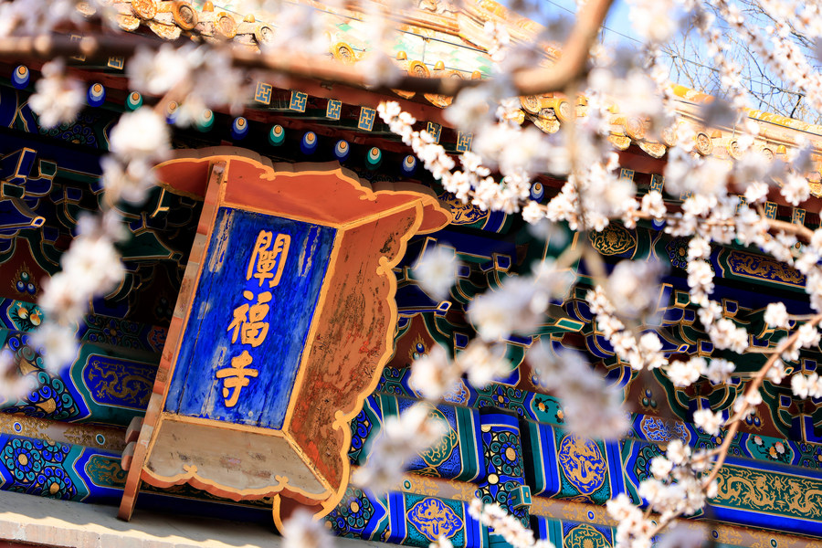 春花盛放｜佳能微單鏡頭搭配攻略，多場景春日氛圍全覆蓋