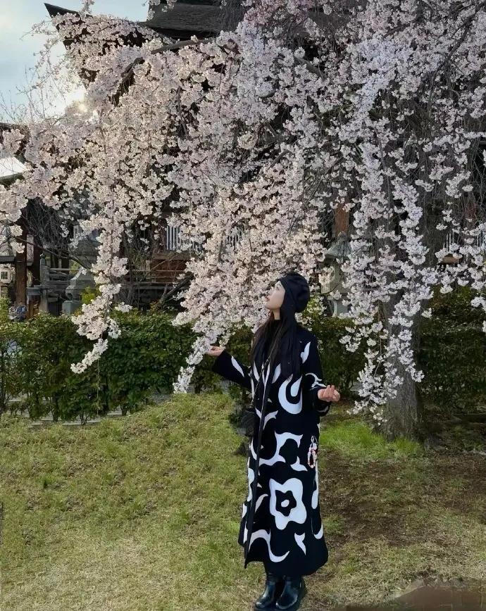 陈乔恩和老公艾伦在日本长野看樱花庆祝4周年结婚纪念日。