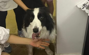 大型宠物狗在小区生活是否存在伤人隐患？爱狗人士到底应当如何安全遛狗