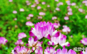 刚刚退休，儿子就送我去养老院