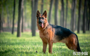 德国牧羊犬疯狂刨槐树下的土，大妈好奇去挖，挖到一米时，呆住了……