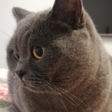 F1机车资讯