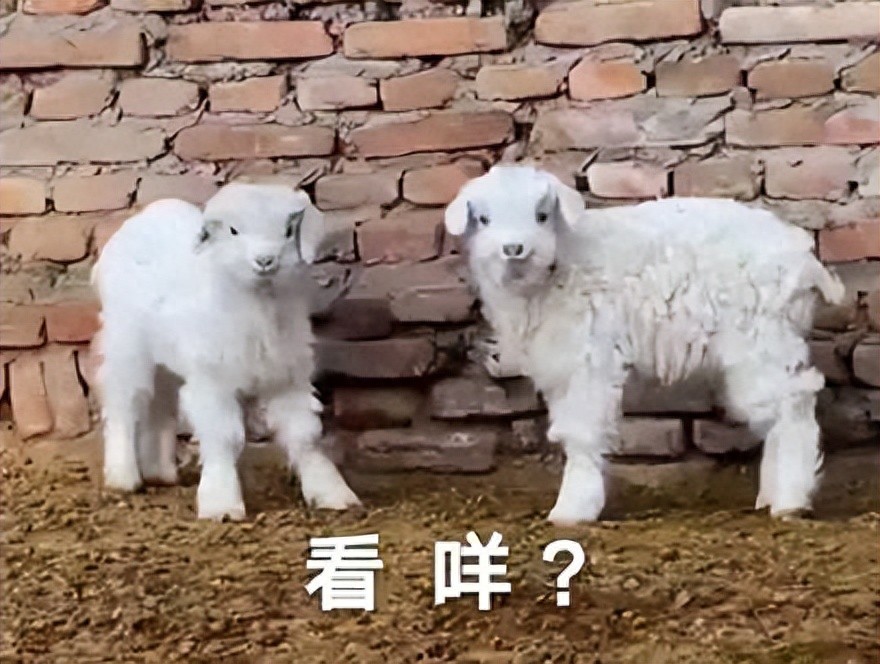 端王拒绝共享女友,娘娘老公吃软饭,大宝贝沦落到去陪酒