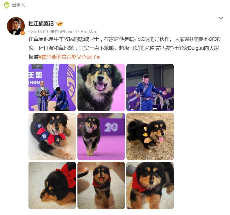 杜江回应霍思燕的蒙古獒又夺冠了